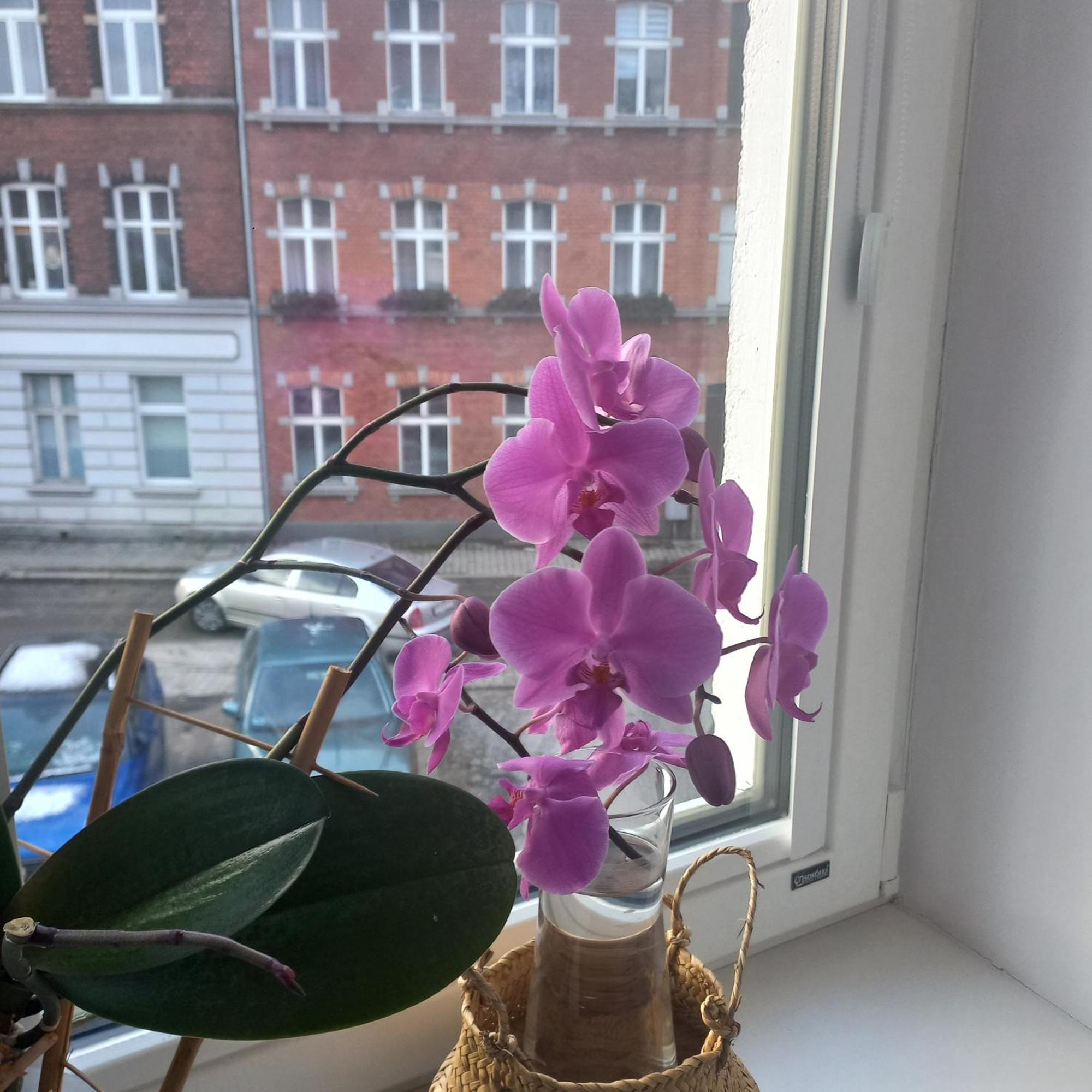 Apartament Prowansalski Gdańsk Zewnętrze zdjęcie